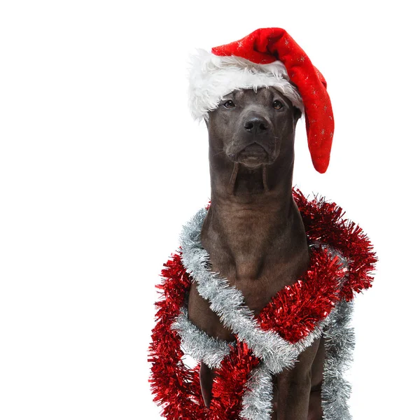 Güzel Tay rifgbeck köpek Noel şapkalı — Stok fotoğraf