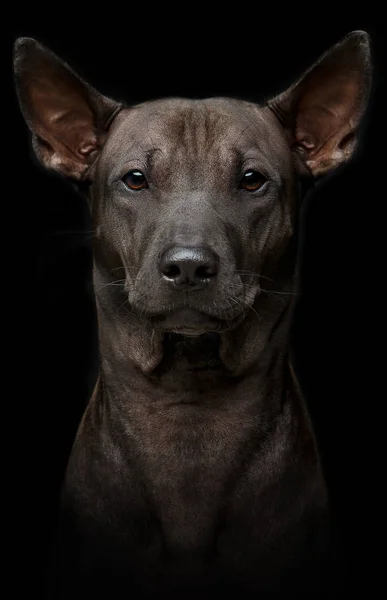 Krásný mladý Thajský ridgeback dog na černém pozadí — Stock fotografie