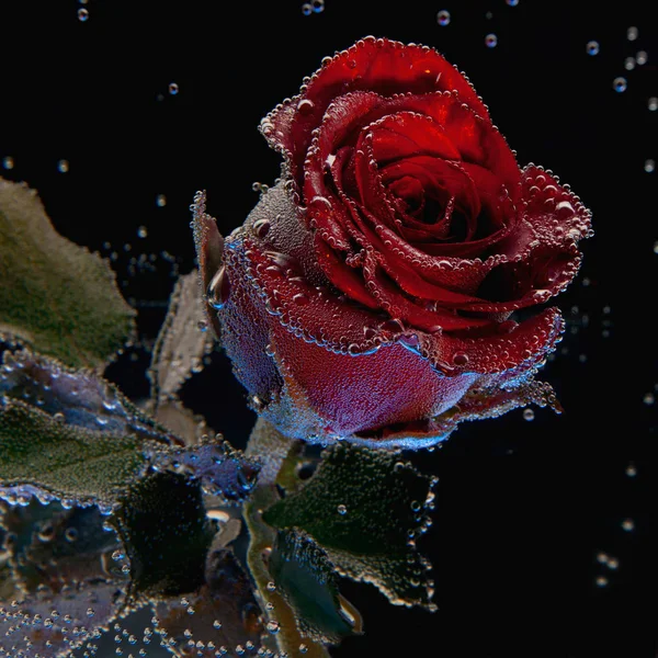 Hermosa rosa roja cubierta de burbujas en agua — Foto de Stock