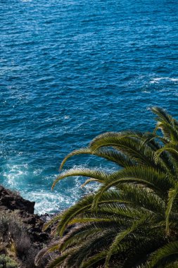 güzel manzara mavi okyanus su ve palmiye ağacı üzerinde