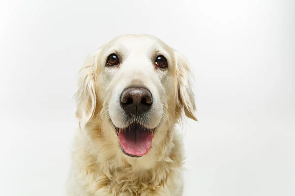 Belo adulto golden retriver cão no fundo branco — Fotografia de Stock