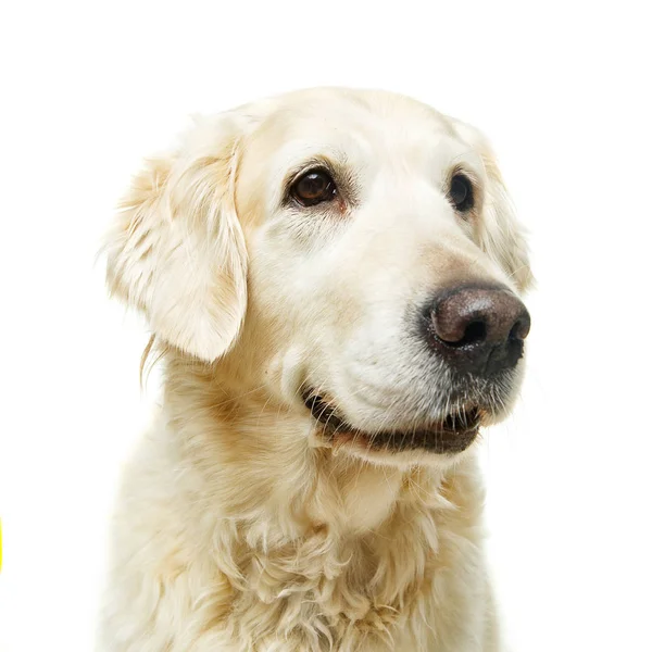 Beautiful adult golden retriver dog on white background — Stock Photo, Image