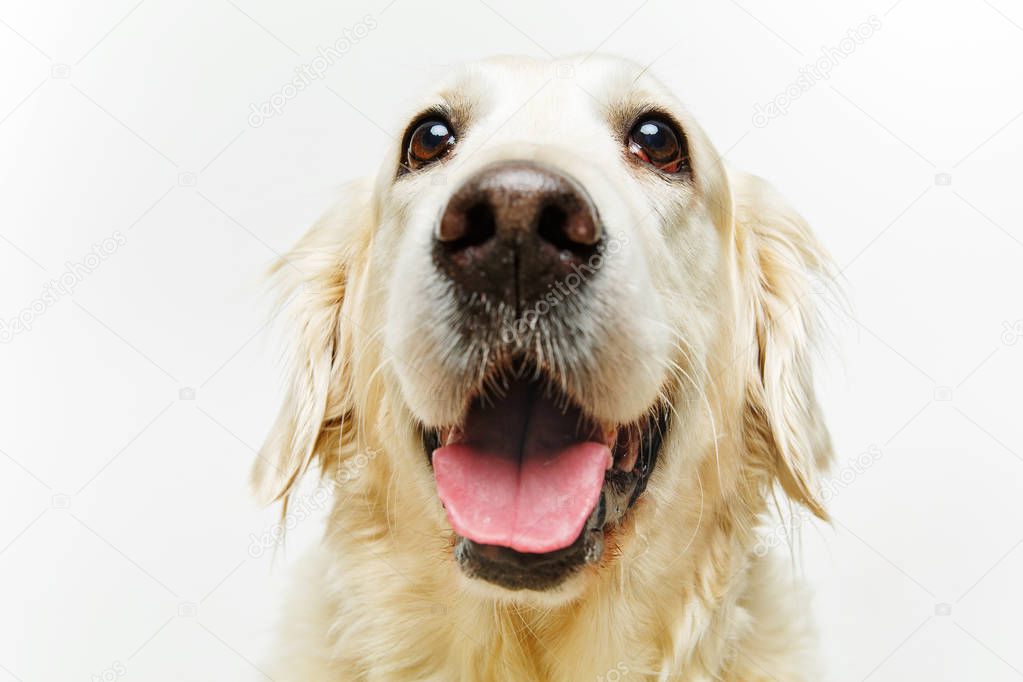 beautiful adult golden retriver dog on white background