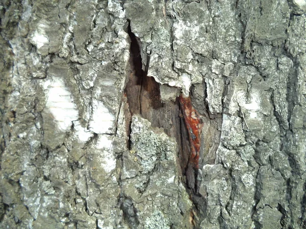 Bark Old Birch — Stock Photo, Image