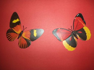  iki büyük çok renkli kelebek mıknatıs