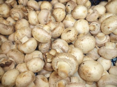 Bir sürü taze mantar.