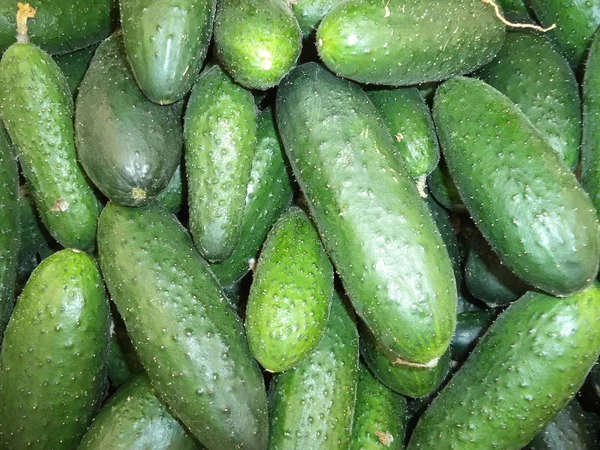 New Crop Fresh Cucumbers — Stock Photo, Image