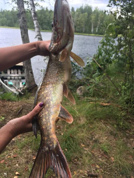 Lucky Catch Fresh Pike — Stock Photo, Image