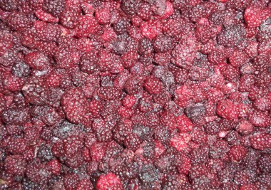 lezzetli kırmızı taze böğürtlen