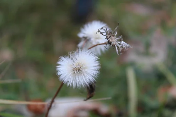 flown autumn dandelion flower