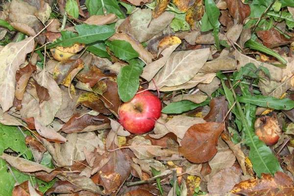 Pommes Tombées Feuilles Automne Dans Jardin — Photo