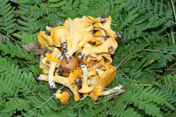 Champignons Chanterelles Sur Fougère Dans Forêt — Photo