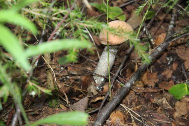 ormanda yeşillik genç mantar Aspen