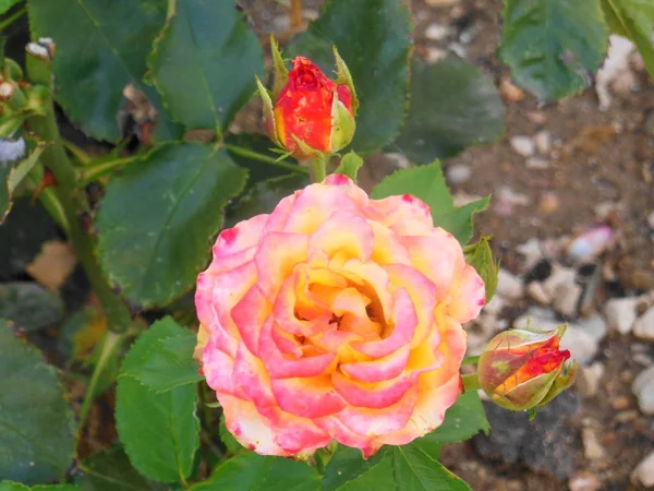 一朵非常美丽娇嫩的玫瑰 有盛开的花蕾 — 图库照片