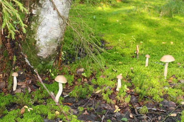 Champignons Bolet Dans Mousse Dans Forêt — Photo