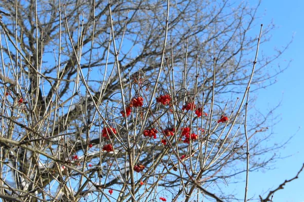 Last Berries Viburnum Dry Branches Late Autumn — Stock Photo, Image