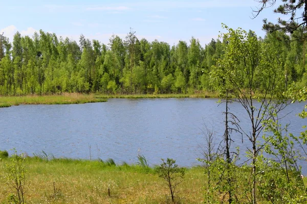 Pequeño Lago Bosque Entre Los Árboles —  Fotos de Stock