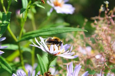 bir arı polen beyaz papatya yaz aylarında toplar