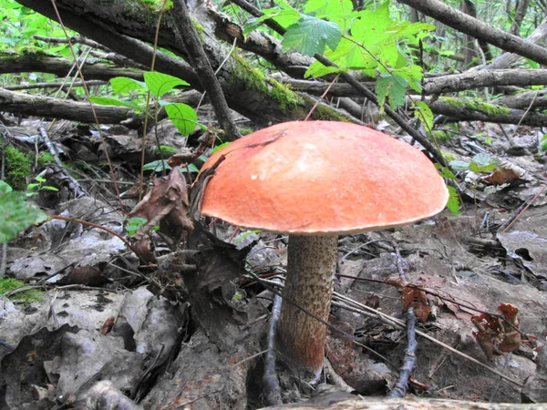 Grand Bolet Champignon Coiffe Orange Dans Feuillage Forêt Automne — Photo