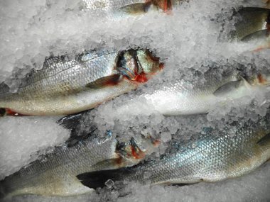 deniz levreği taze dondurulmuş balık