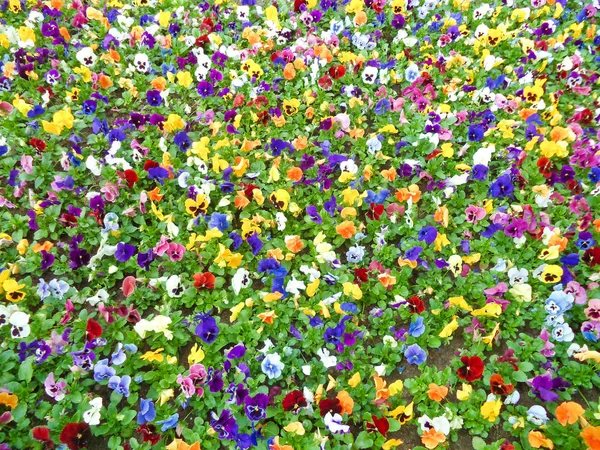 花のベッドの中でカラフルな花の豊かさ — ストック写真