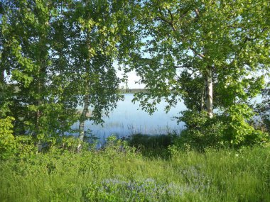 huş ağacı ile göl manzarası