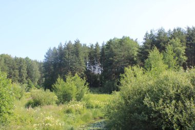 Güneşli havalarda ormanda yaz