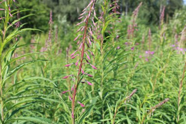 ormanda bitki örtüsü çalılıkları
