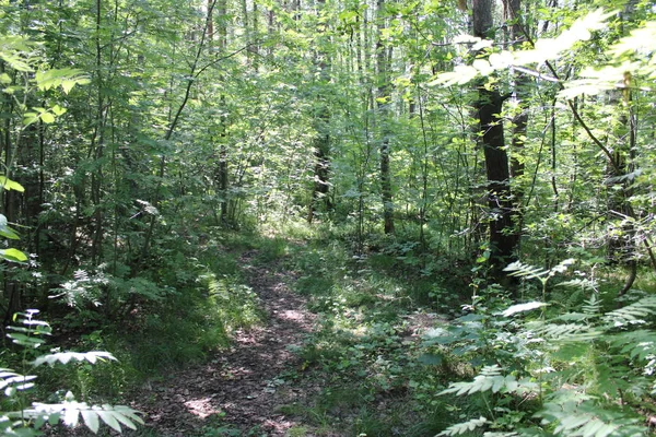 yaz ormanında dar bir yol