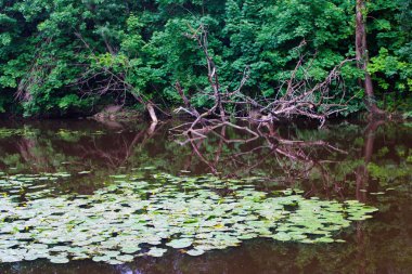 nehir üzerinde kuru budak ve nilüferler