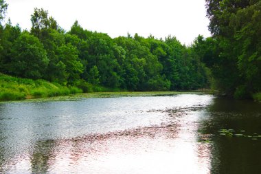 kıyısında bol bitki örtüsü ile sessiz orman nehri