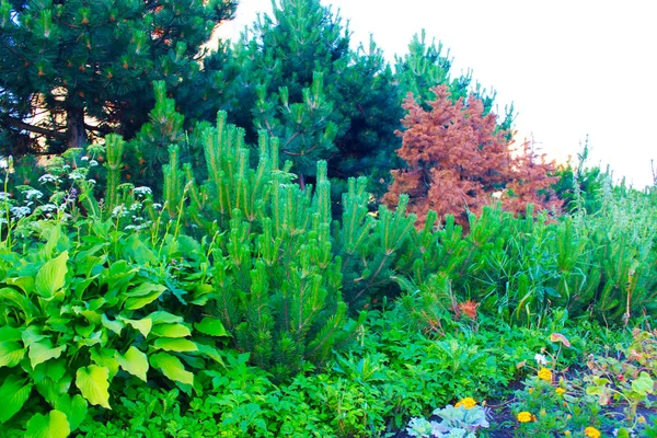 Variety Vegetation Park Summer — Stock Photo, Image