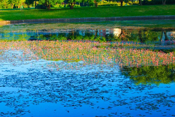 Vegetation Water Surface City Pond — Stock Photo, Image