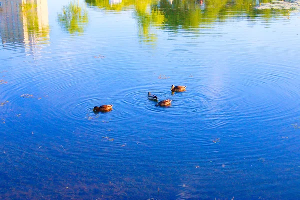 Patos Alimentam Lama Costeira Lagoa — Fotografia de Stock
