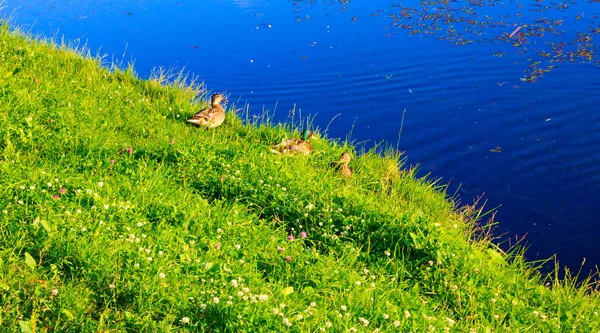 Patos Desfrutar Sol Grama Verde Perto Água — Fotografia de Stock