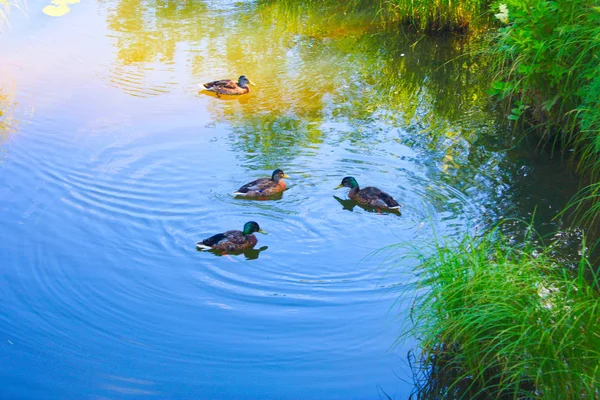 Ducks Swim Water Coastal Grass — Stock Photo, Image