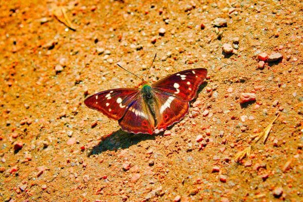 Mariposa Colorida Con Alas Abiertas Tomando Sol —  Fotos de Stock