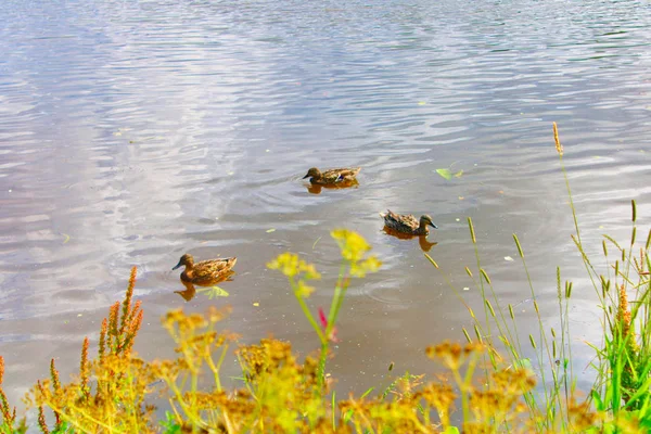 Качки Плавають Воді Біля Берега — стокове фото