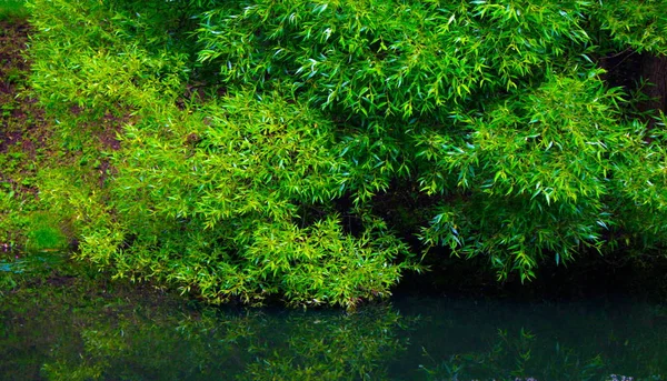 Las Ramas Árbol Caduco Cuelgan Sobre Agua — Foto de Stock