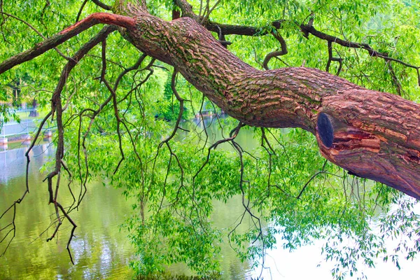 Strom Rozšířícími Větvemi Listoví Skloněnou Nad Hladinou Vody — Stock fotografie