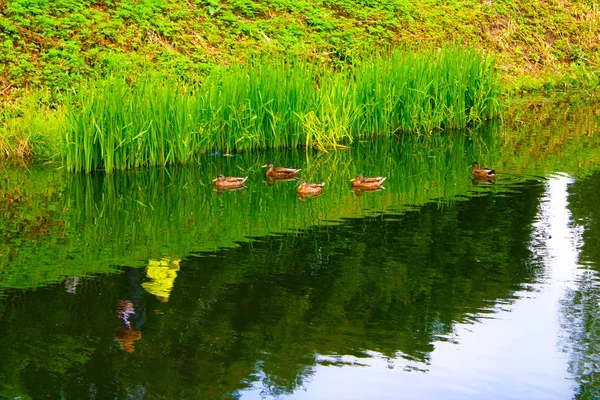 Enten Treiben Auf Dem Wasser Ufer Entlang — Stockfoto