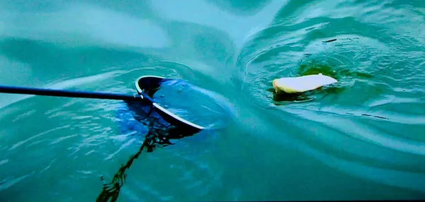 釣りのためのランディングネットの水から魚 — ストック写真