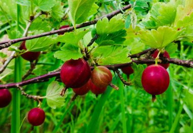 dallarında kırmızı olgun bektaşi üzümü ile yeşil Bush