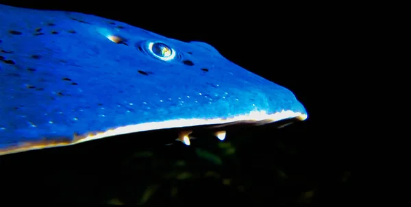 Tête Les Yeux Des Excréments Poissons Sous Eau — Photo