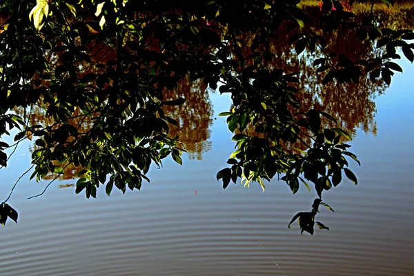 フロートの先端は 水の上にぶら下がっている木の枝を通して水から突き出る — ストック写真