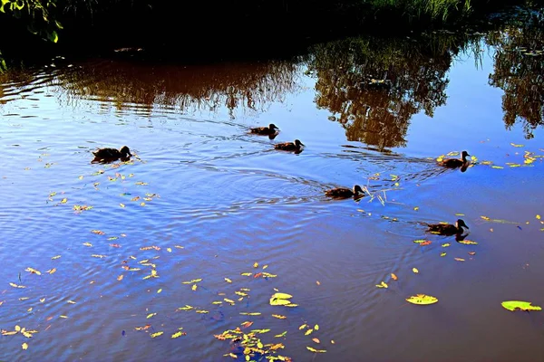 Enten Schwimmen Auf Der Ruhigen Wasseroberfläche Auf Dem Teich Wald — Stockfoto