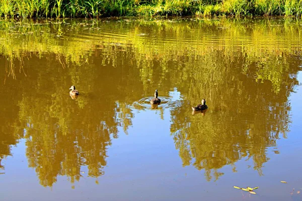 アヒルは森の湖で水の中を泳ぐ — ストック写真