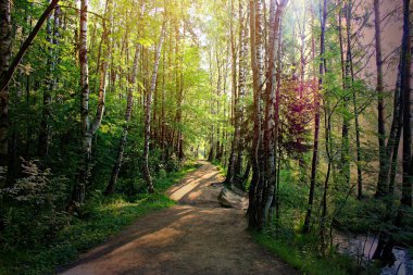 ağaçların yaprakları ile parlayan güneşin aydınlatılmış ormanda bir yol