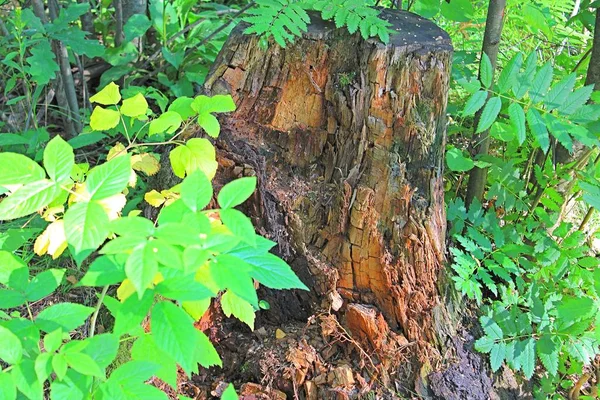 Rotten Stump Green Foliage Forest — Stock Photo, Image