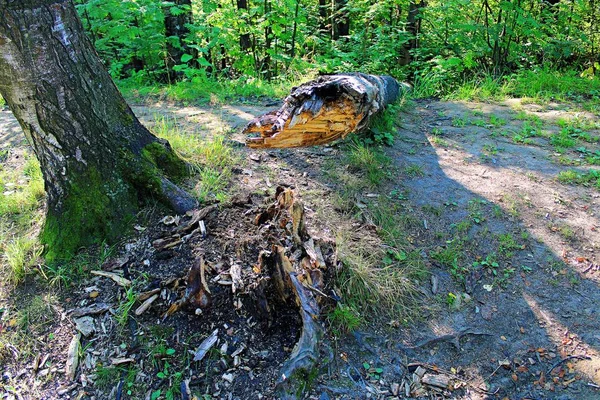 Rozbitý Kořenu Starého Břízu Lese — Stock fotografie